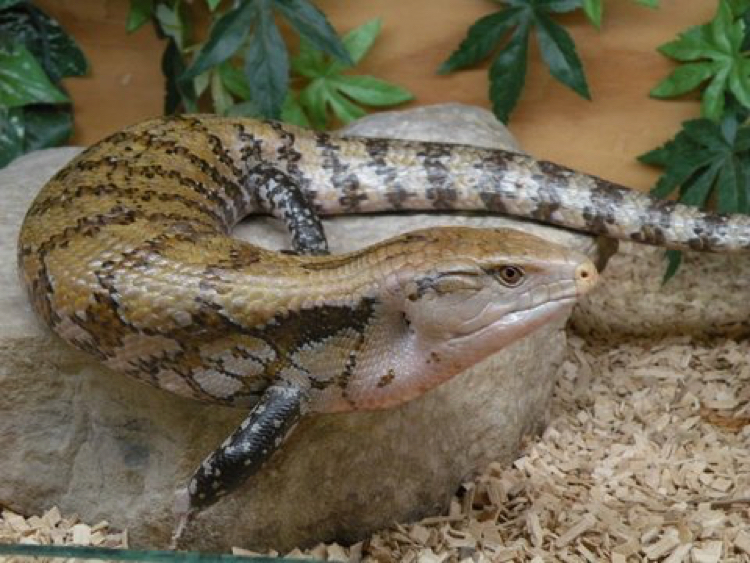 Blue Tongue Skink